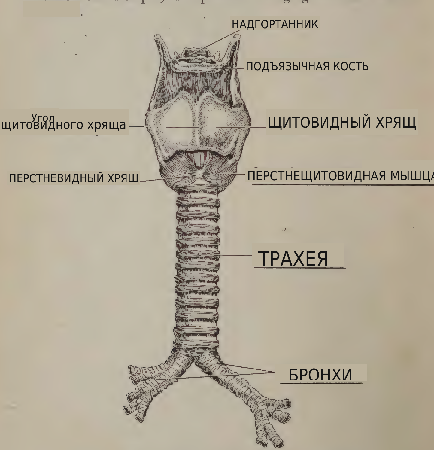 перевод надписей