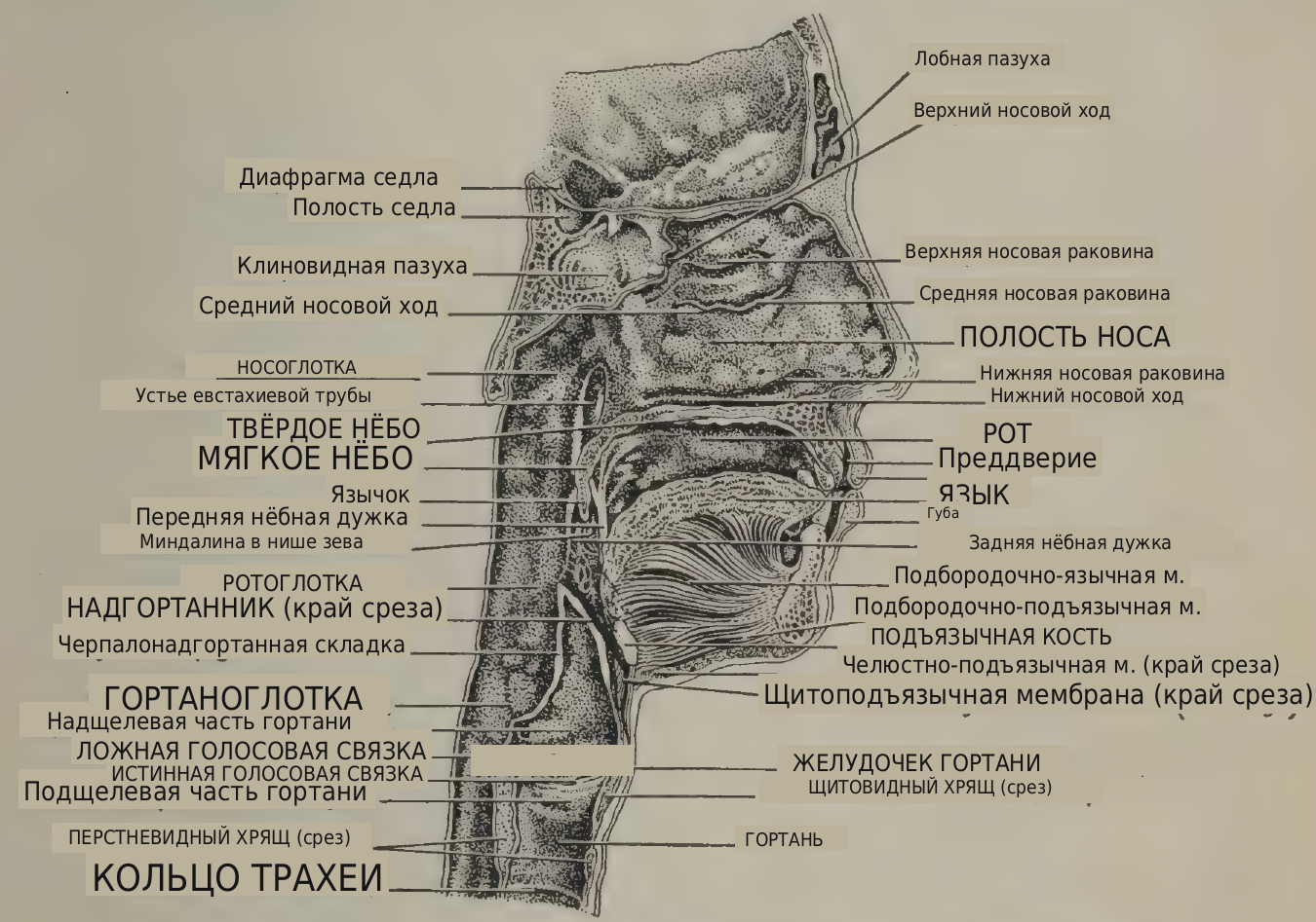 перевод надписей